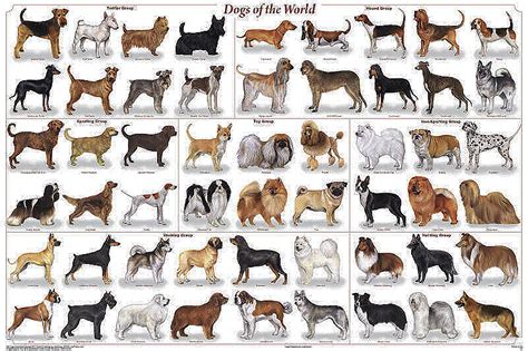 Dogs Of The World Poster