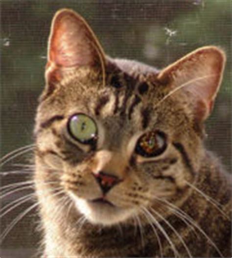 I have a 6 year old male cat that has iris melanosis (freckles on his eye). Iris melanoma - Cat