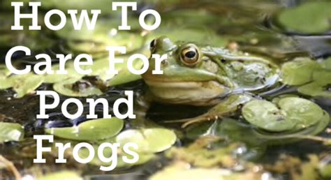 How To Care For Pond Frogs The Right Way Help Your Pond