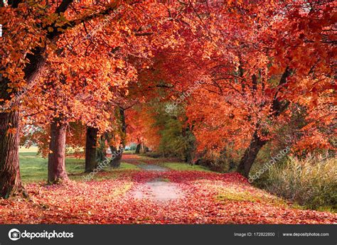Очень красивый осенний лес — Стоковое фото © jonnysek #172822850