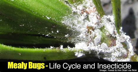 Fungal / mold growth on prickly pear cactus opuntia mill. How To Kill Mealybugs: Get Rid Of Mealy Bugs CONTROL GUIDE