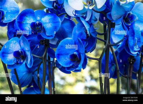 Bouquet Of Beautiful Blue Orchids Beautiful Present T Elegance