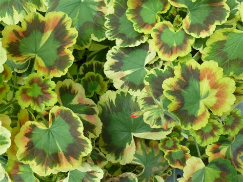 Geranium Leaves Are Awesome See Them At Flower Dome Singapore