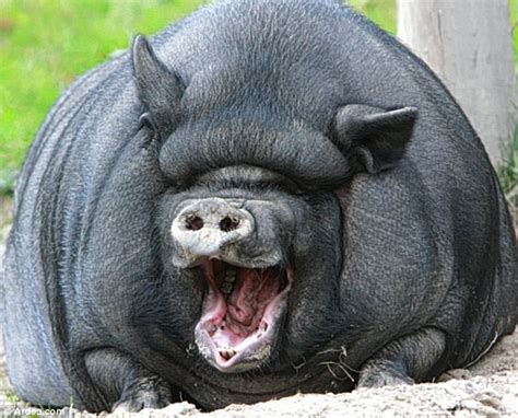 Funny Pot Belly Pig Wallpapers And Photos 2013 Funny Animals
