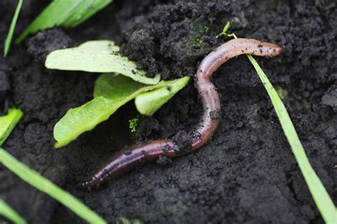 Are Worms Good For Plants
