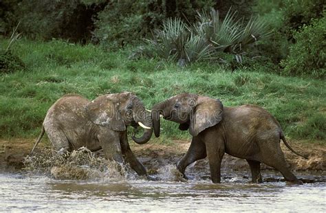 Elephant D`afrique Loxodonta Africana Stock Photo Image Of Standing