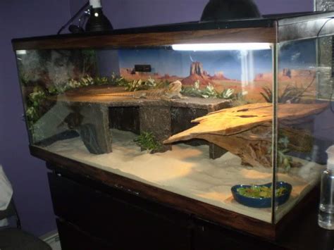 The brighter your tank, the happier your bearded dragon will be. Bearded Dragon . org • View topic - Size lights for 75 ...