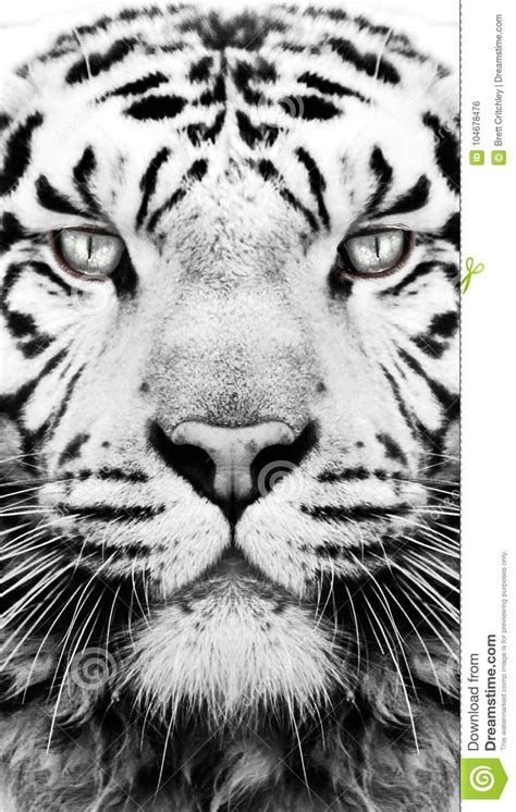 Follow the vibe and change your wallpaper every day! Black And White Tiger Pattern Wallpaper Stock Photo ...