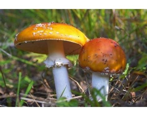While this won't get rid of the fungus in the soil, it will temporarily take care of the mushrooms. How To Get Rid Of Mushrooms In The Garden | Fasci Garden