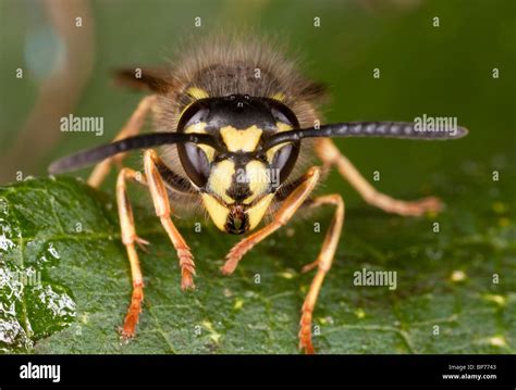 Wasp Head Hi Res Stock Photography And Images Alamy