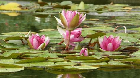 Home And Garden Flowers On Water Flowers Floating On Water