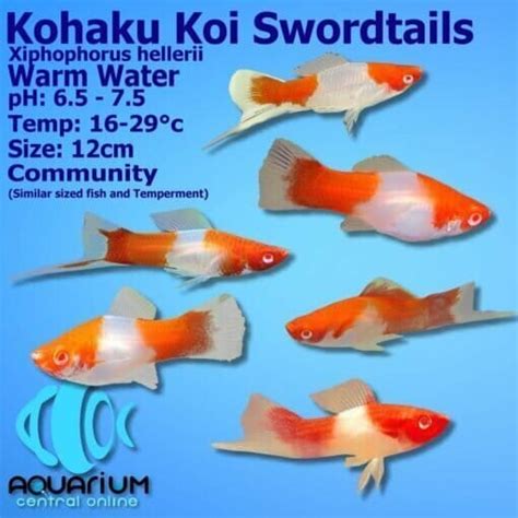 Swordtails Kohaku Koi Swordtail Xiphophorus Hellerii 5cm Aquarium
