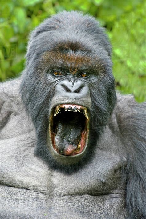 Mountain Gorilla Gorilla Beringei Silverback Yawning With Mouth Wide