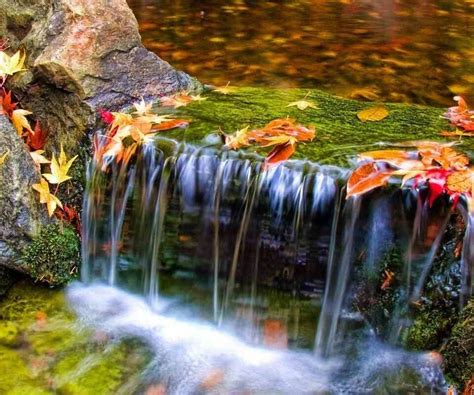 Colored Leaves In Water Falls Beautiful Colors