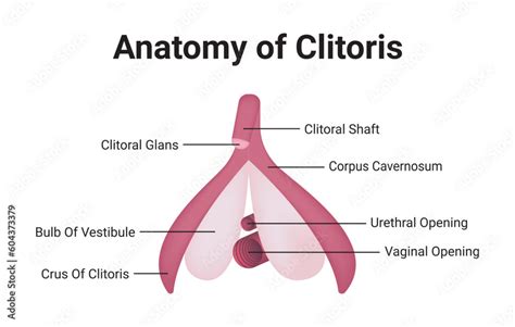 Anatomy Of Clitoris Medical Vector Illustration Stock Vector Adobe Stock