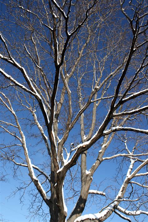 Winter Tree With Snowy Branches Picture Free Photograph