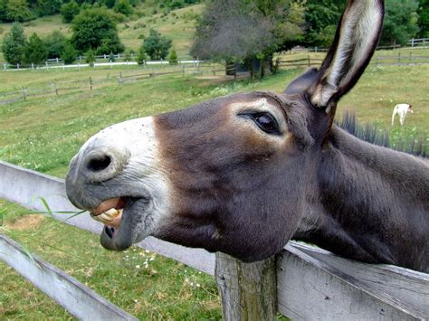 Donkey Fence Nature Free Photo On Pixabay