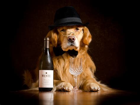 Dogs Wine Retriever Hat Bottle Glasses Stemware Animals