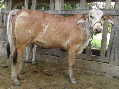 Pin On Cattle Ganaderia