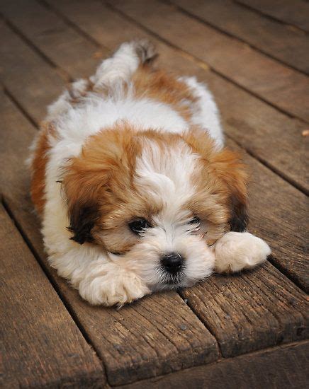 Shih tzu puppies need complete proteins (proteins that contain all essential amino acids) and healthy animal fats to provide concentrated energy and to if the four recipes above don't seem like the right fit for your shih tzu puppy, don't worry! The 25+ best Lhasa Apso ideas on Pinterest | Lhasa, Lhasa ...