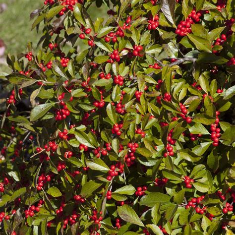 Ilex Verticillata Red Sprite From Nvk Nurseries