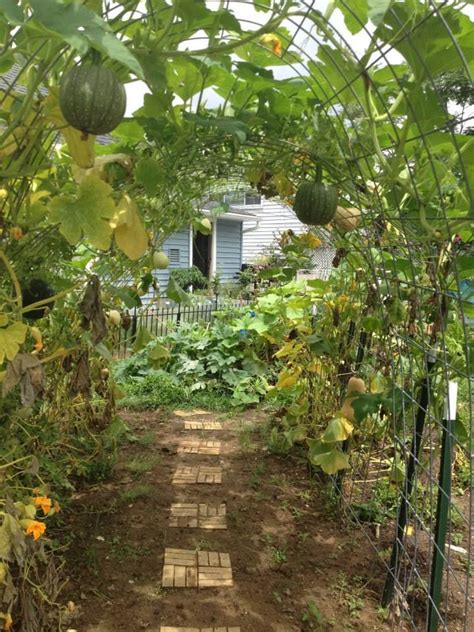 Squash And Gourd Tunnels That Will Simply Amaze You Pumpkin Trellis
