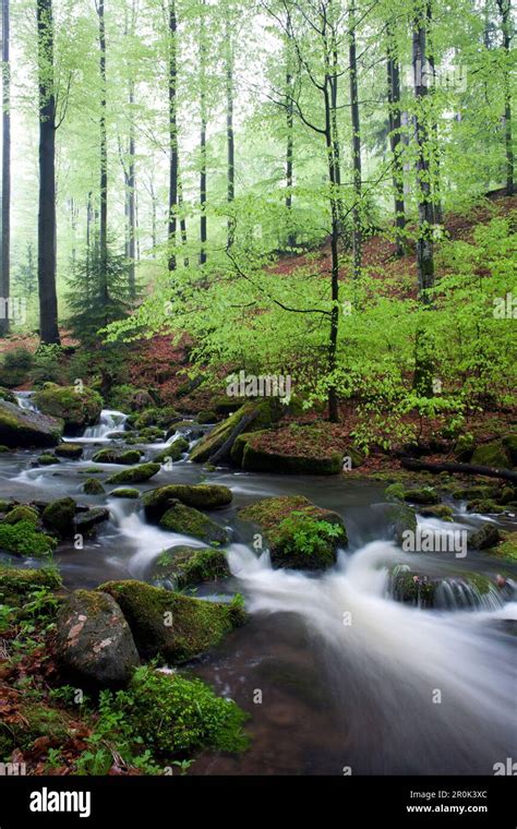 Creek Of The Disbach Rhoen Biosphere Reserve Bavarian Rhoen Nature
