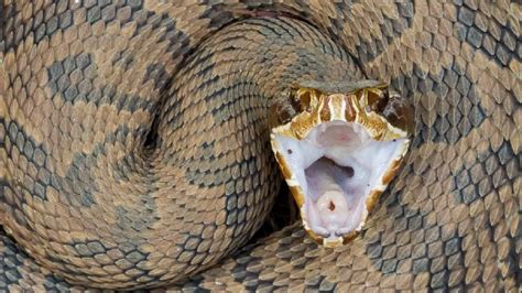 A Cottonmouth In Everglades National Park Florida Snake Poisonous