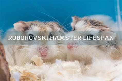 Roborovski Dwarf Hamster Lifespan How Long Do Robos Live