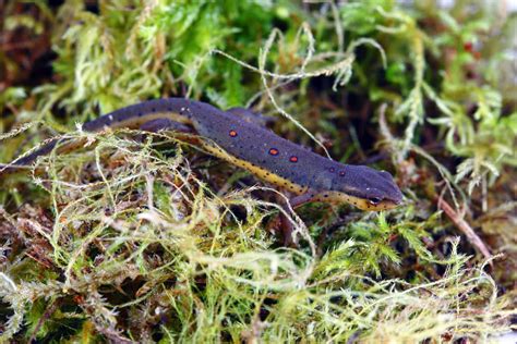 Eastern Newt Varieties Pictures Lifespan More With Pictures