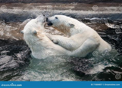 Polar Bear Cubs Playing In Water Stock Image Image Of Play