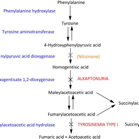 Enzyme Defect In Alkaptonuria Download Scientific Diagram