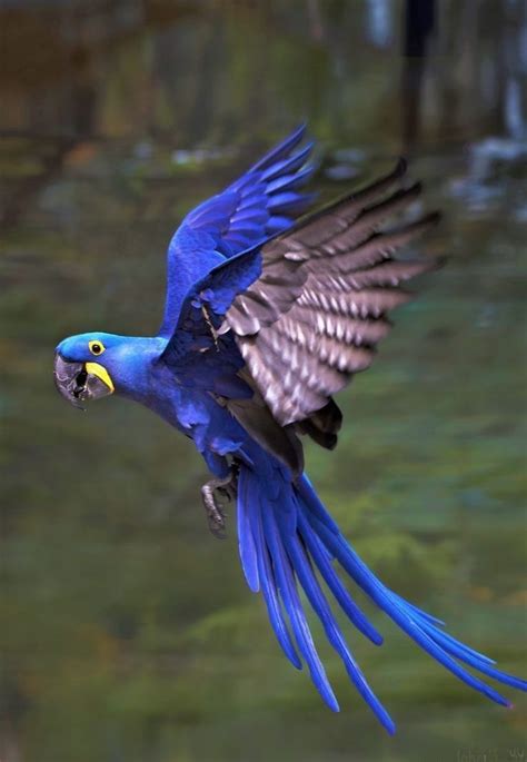 Top 20 Most Beautiful Colorful Birds In The World Pouted