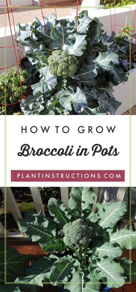 Broccoli Growing In Pots With Text Overlay How To Grow Broccoli In Pots