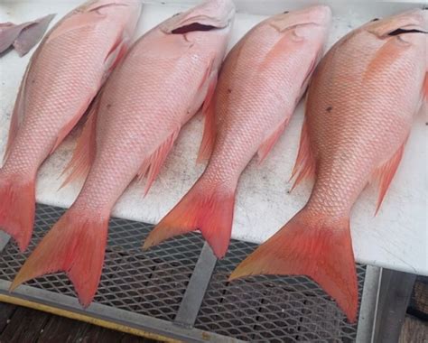 Mutton Snapper Fishing Reports