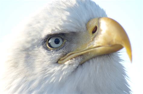 Filebald Eagle Alaska 23