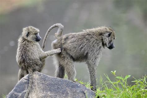 Study Finds Baboons Live Longer With Social Interaction