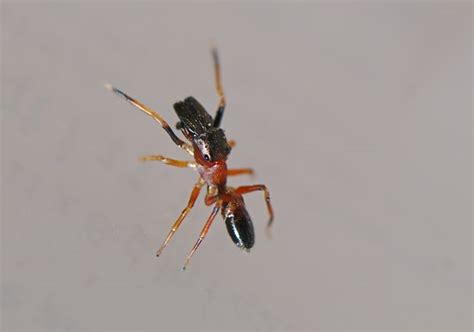 Ant Mimic Jumping Spider Myrmarachne Formicaria Wild About Ants