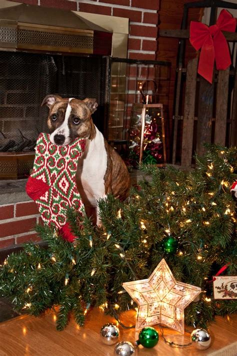 Lets Talk Christmas Dangers For Dogs Top Dog Tips