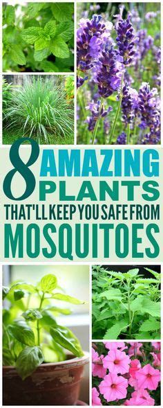 8 Amazing Plants Thatll Repel Mosquitoes And Other Pests Mosquito
