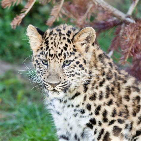 Head Shot Of Adorable Baby Amur Leopard Cub Stock Photo