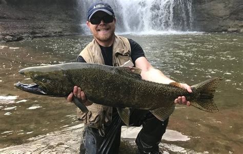 2017 Salmon Run Big Fish Caught In Western Ny Rivers Streams Photos