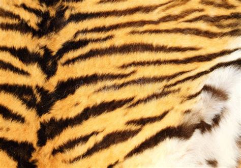 Detailed Texture Of Real Tiger Fur Stock Image Image 53469093