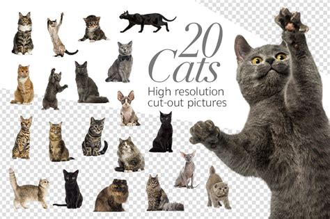 20 Cats Cut Out High Res Pictures ~ Graphic Objects
