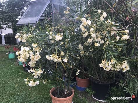 Oleander żółty Pełny Pachnący Skawina Sprzedajemypl