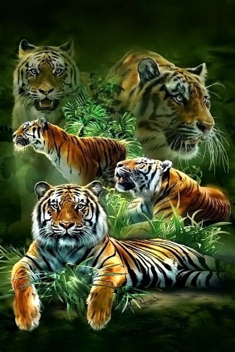 Tiger Collage Tiger Images Tiger Pictures Big Cats Art Cat Art