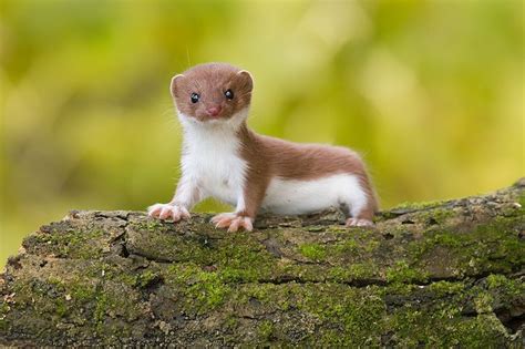 Awasome Baby Weasels References Quicklyzz