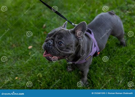 On A Leash French Bulldog Walking In The Park On The Lawn Stock Image