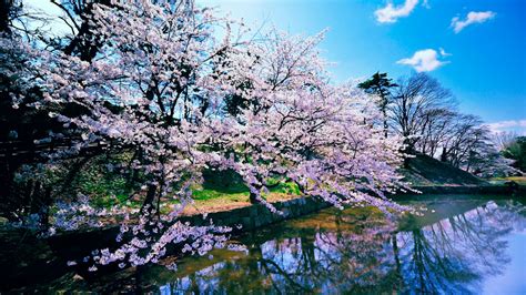 cherry blossom trees wallpapers hd wallpapers id