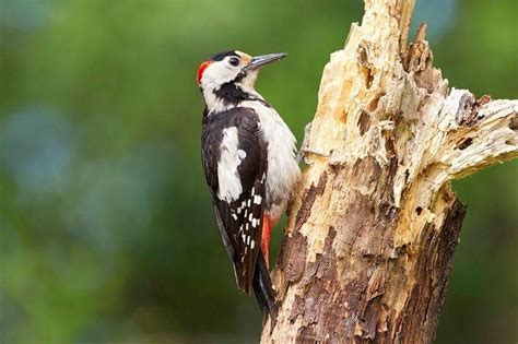 Syrian Woodpecker Dendrocopos Syriacus Сирийский дятел Bird Birds